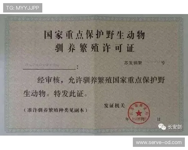 换人未获许可入场，裁判如何判罚才合规？